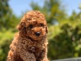 Safkan Toy Poodle Yavruları