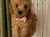 Balkiizz Toypoodle Bebi̇şi̇mi̇z