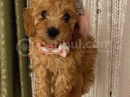 Balkiizz Toypoodle Bebi̇şi̇mi̇z görsel