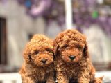 Türki̇yeni̇n En Güzel Toy Poodle Yavrulari