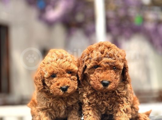 Türki̇yeni̇n En Güzel Toy Poodle Yavrulari görsel