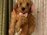 Balkiizz Toypoodle Bebi̇şi̇mi̇z