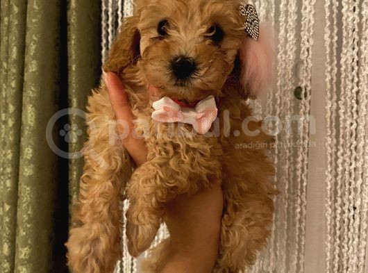 Balkiizz Toypoodle Bebi̇şi̇mi̇z görsel