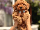 Türki̇yeni̇n En Güzel Toy Poodle Yavrulari