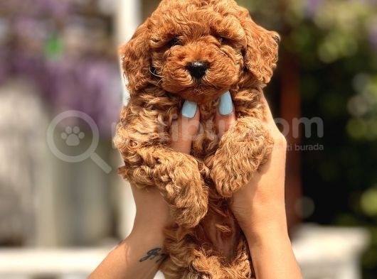 Türki̇yeni̇n En Güzel Toy Poodle Yavrulari görsel
