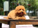 Sevimli Toy Poodle Yavrular