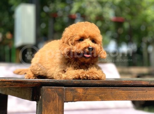 Sevimli Toy Poodle Yavrular görsel