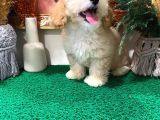 Muhteşem Kali̇tede Toy Poodle Yavrulari