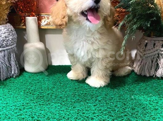 Muhteşem Kali̇tede Toy Poodle Yavrulari görsel
