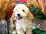 Muhteşem Kali̇tede Toy Poodle Yavrulari
