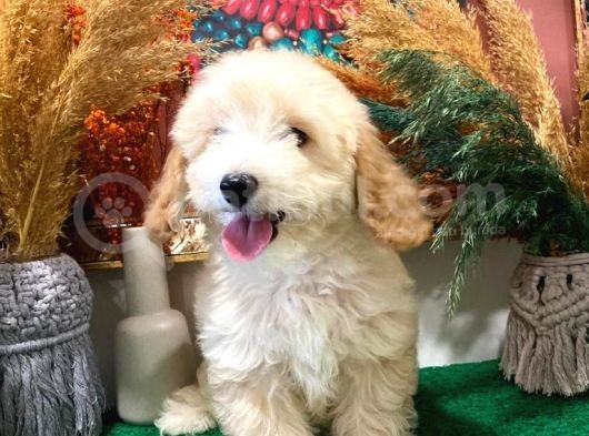 Muhteşem Kali̇tede Toy Poodle Yavrulari görsel