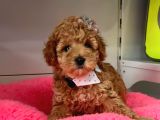 Safkan Toy Poodle Yavrularımız