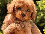 Sağlik Garanti̇li̇ Toy Poodle Bebekler