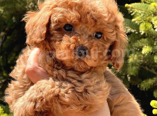 Sağlik Garanti̇li̇ Toy Poodle Bebekler görsel