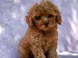 Sağlik Garanti̇li̇ Toy Poodle Bebekler