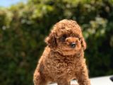 Safkan Toy Poodle Yavruları