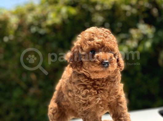 Safkan Toy Poodle Yavruları görsel