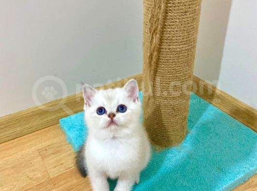 Görüşülür  görsel