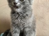 Scottish Fold 56 Günlük Tek Yavru Dişi