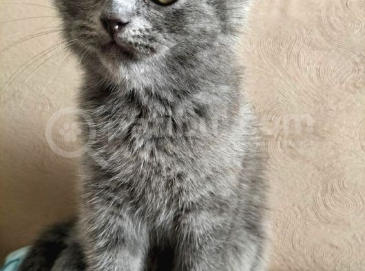 Scottish Fold 56 Günlük Tek Yavru Dişi görsel