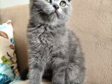 Scottish Fold 56 Günlük Tek Yavru Dişi