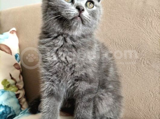Scottish Fold 56 Günlük Tek Yavru Dişi görsel