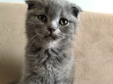 Scottish Fold 56 Günlük Tek Yavru Dişi