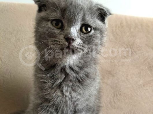Scottish Fold 56 Günlük Tek Yavru Dişi