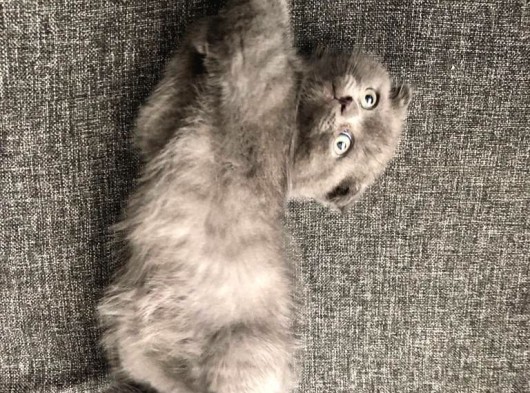 Kedi Sahiplendirme görsel