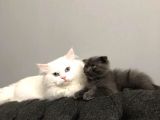 Kedi Sahiplendirme