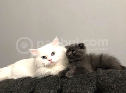 Kedi Sahiplendirme görsel