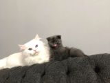 Kedi Sahiplendirme