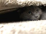 Kedi Sahiplendirme