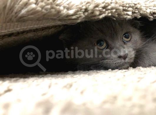 Kedi Sahiplendirme görsel