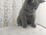 British Shorthair Gri ve Bluepoint 2 aylık Yavrular