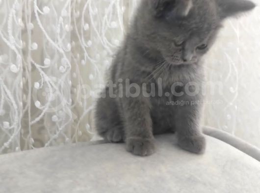 British Shorthair Gri Ve Bluepoint 2 Aylık Yavrular