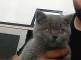 British Shorthair Gri Ve Bluepoint 2 Aylık Yavrular