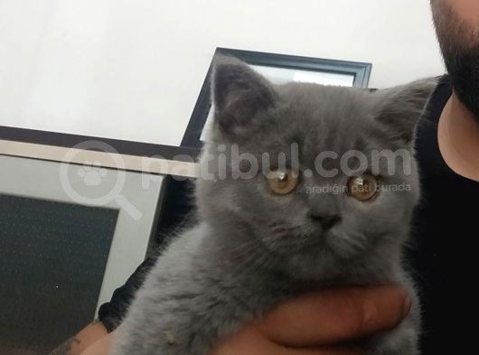 British Shorthair Gri Ve Bluepoint 2 Aylık Yavrular görsel