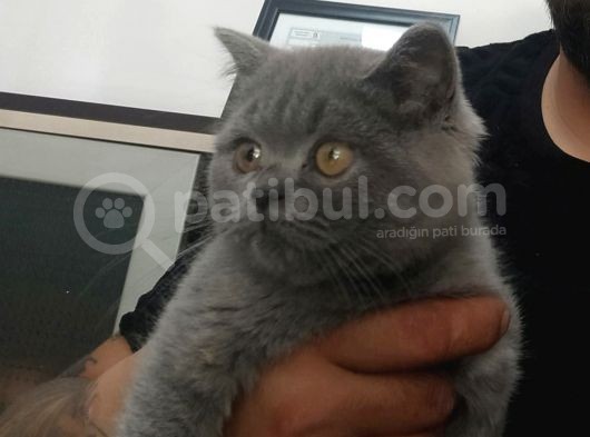 British Shorthair Gri Ve Bluepoint 2 Aylık Yavrular görsel