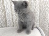 British Shorthair Gri Ve Bluepoint 2 Aylık Yavrular