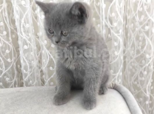 British Shorthair Gri Ve Bluepoint 2 Aylık Yavrular görsel