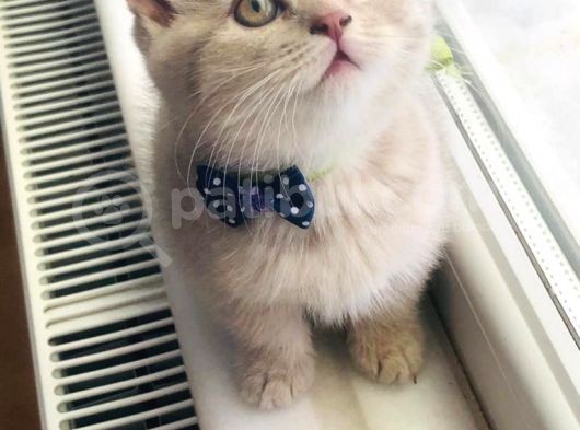 Top Kafa Minişler Sizi Bekliyor görsel