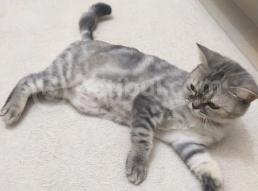 1 Yaşında Aşıları Tam Disi görsel