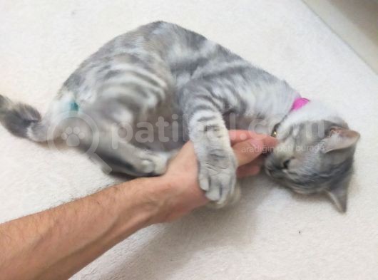 1 Yaşında Aşıları Tam Disi görsel