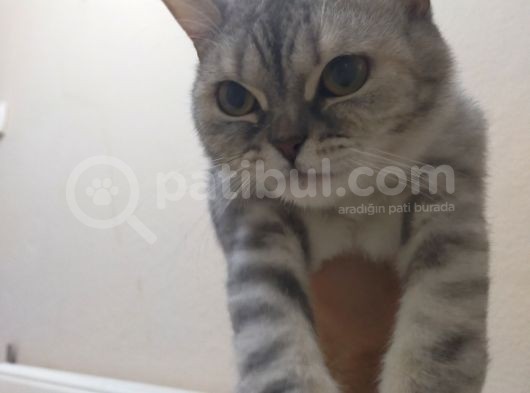 1 Yaşında Aşıları Tam Disi görsel