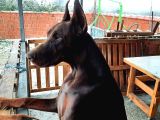 Fci Secereli Doberman