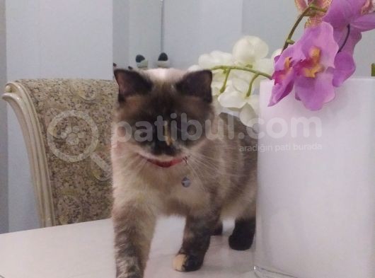 Kızım 3 Yaşında. Ücretli Sahiplendirilecektir. Bilgi Için Arayınız. görsel