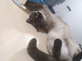 Kızım 3 Yaşında. Ücretli Sahiplendirilecektir. Bilgi Için Arayınız.
