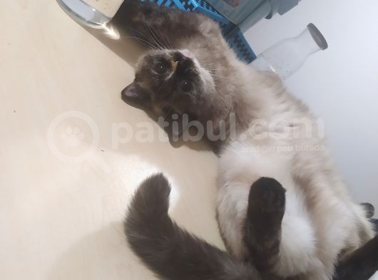 Kızım 3 Yaşında. Ücretli Sahiplendirilecektir. Bilgi Için Arayınız. görsel