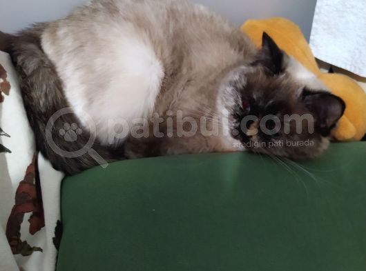 Kızım 3 Yaşında. Ücretli Sahiplendirilecektir. Bilgi Için Arayınız. görsel